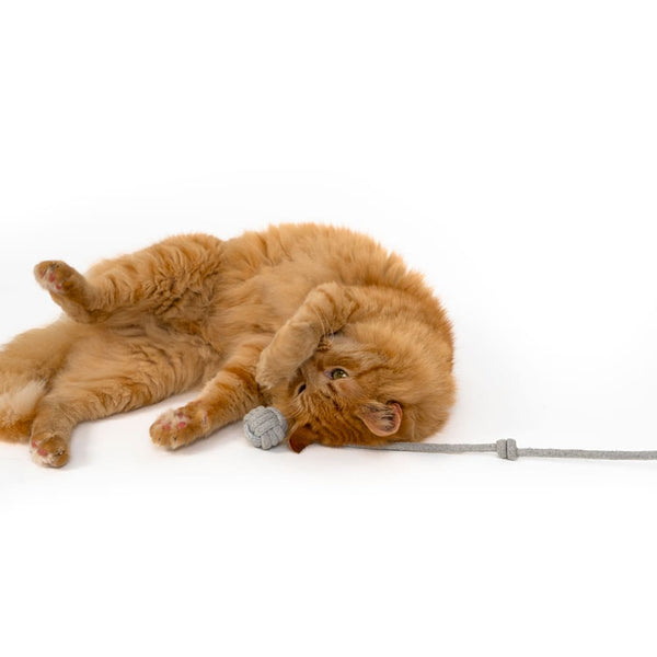Comment trouver le jouet parfait pour son chat ?