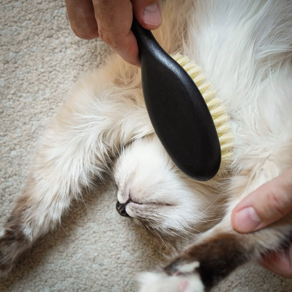 Le langage corporel des chats : 10 signaux à connaître