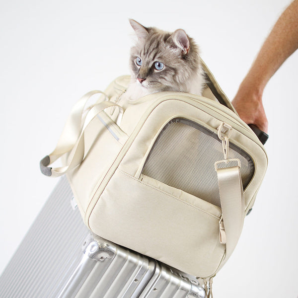 Voyager en voiture ou en avion avec un chat : Voici comment s'y prendre !
