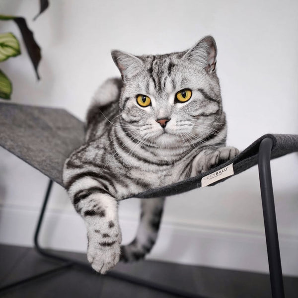 Des British Shorthairs aux Ragdolls : Les races et noms de chats les plus populaires en 2023 et 2024
