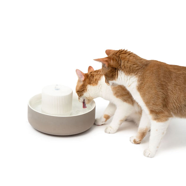 Comment assurer une hydratation adéquate à ton chat ?