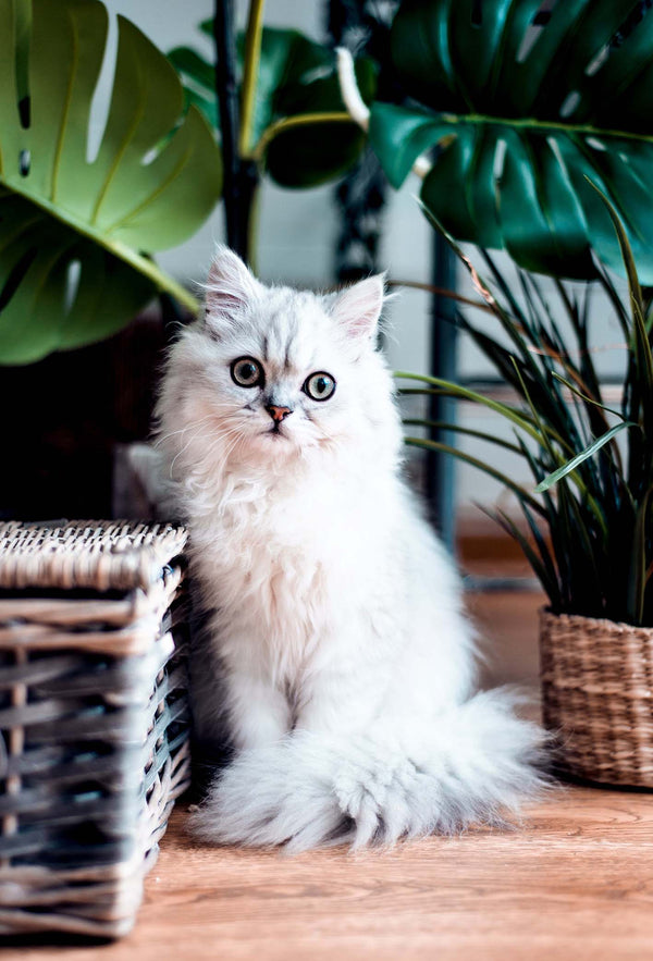 Les plantes toxiques pour les chats