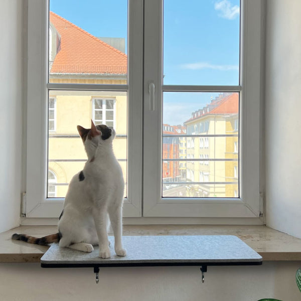 Protéger les oiseaux des chats en liberté