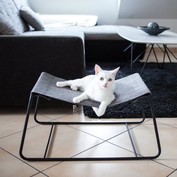 Pourquoi adopter un chat ?
