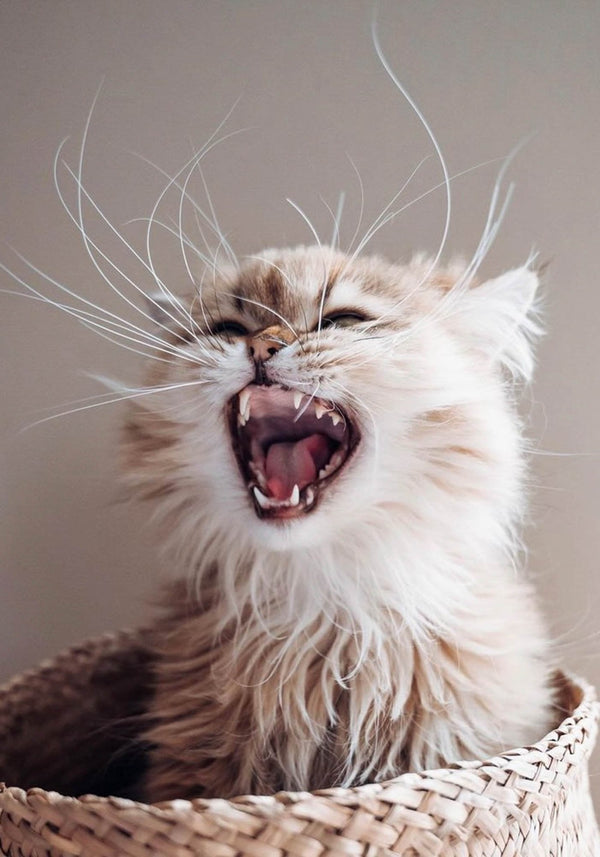 Nos mangeoires spécialement adaptées aux moustaches des chats
