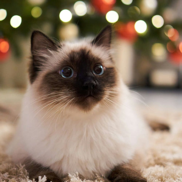Noël avec son chat : Réponses aux questions les plus posées sur Google !