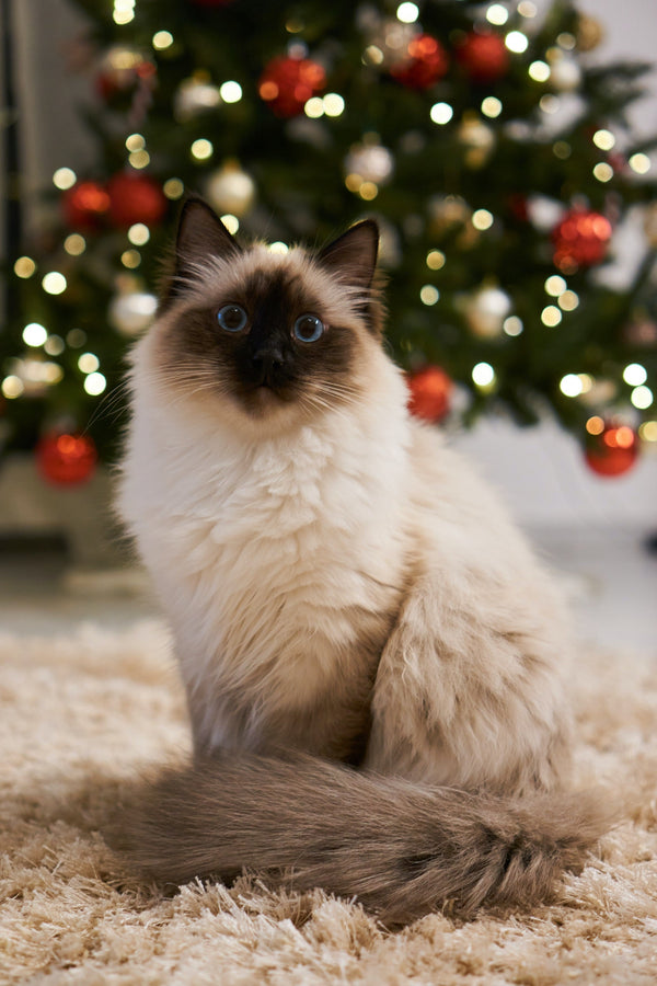 Weihnachten mit Katze