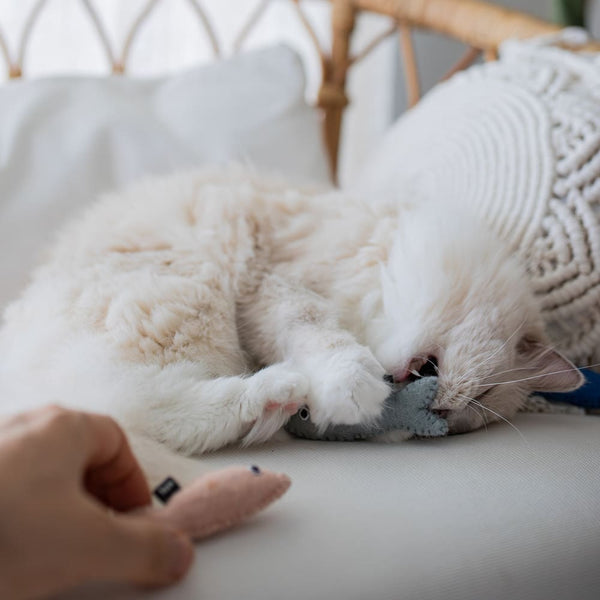 Chats d'intérieur ou chats d'extérieur, comment choisir le mode de vie le mieux adapté ?
