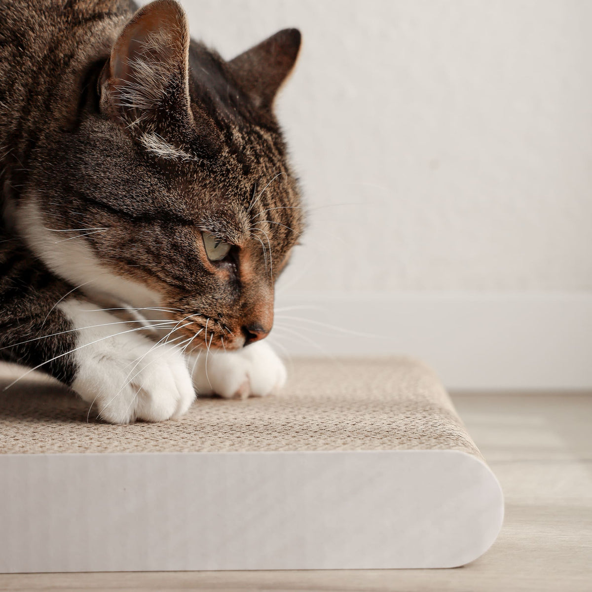 SCRATCHPAD Griffoir en carton