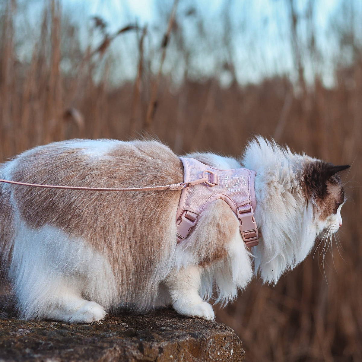 katze mit katzengeschirr hello kitty