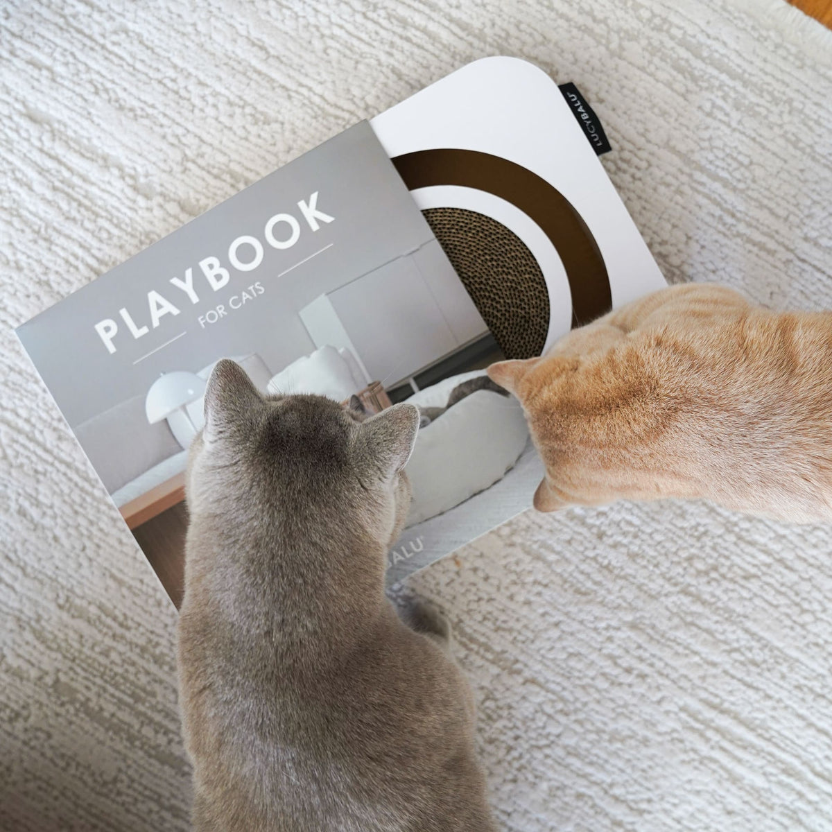 PLAYBOOK Jouet interactif