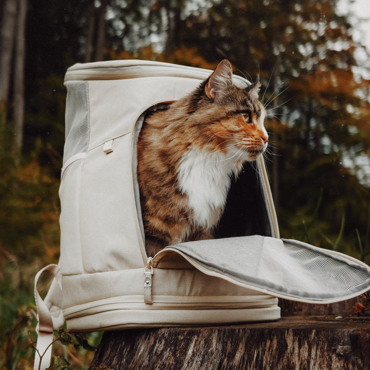 Katzen transportieren im Rucksack