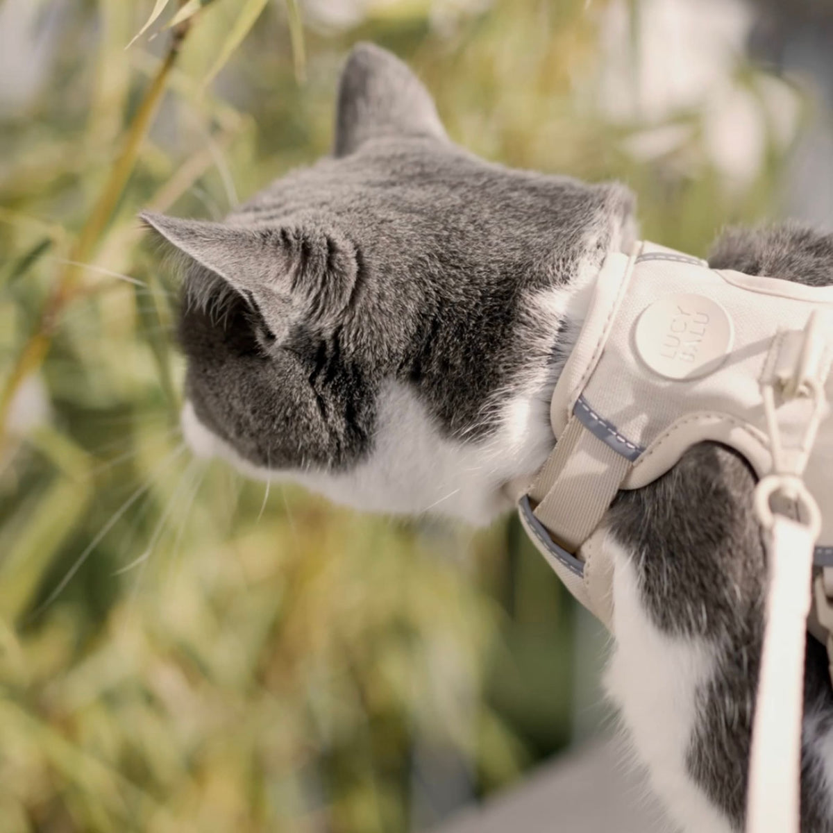 EXPLORER Harnais pour chat