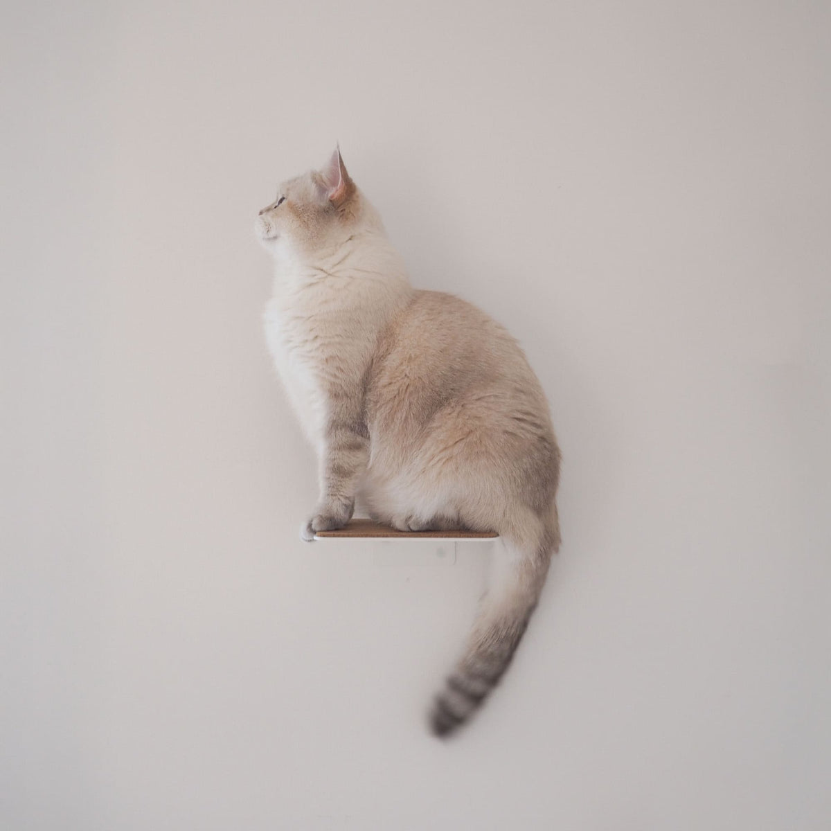 Produit reconditionné : STEPS Mur d&#39;escalade pour chat