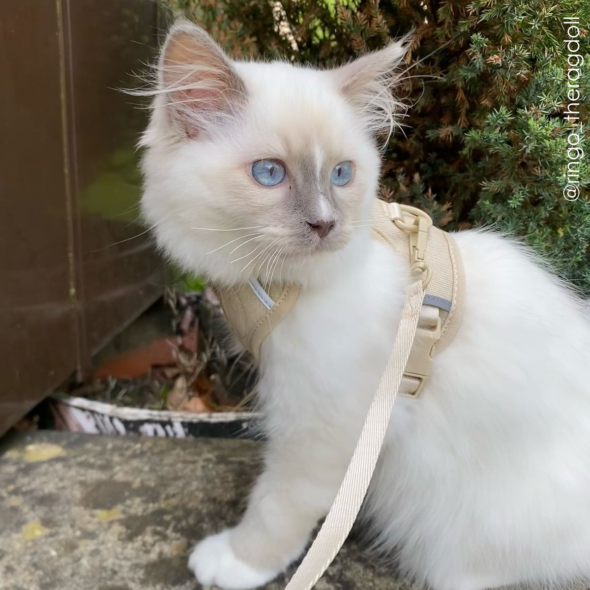EXPLORER Harnais pour chat