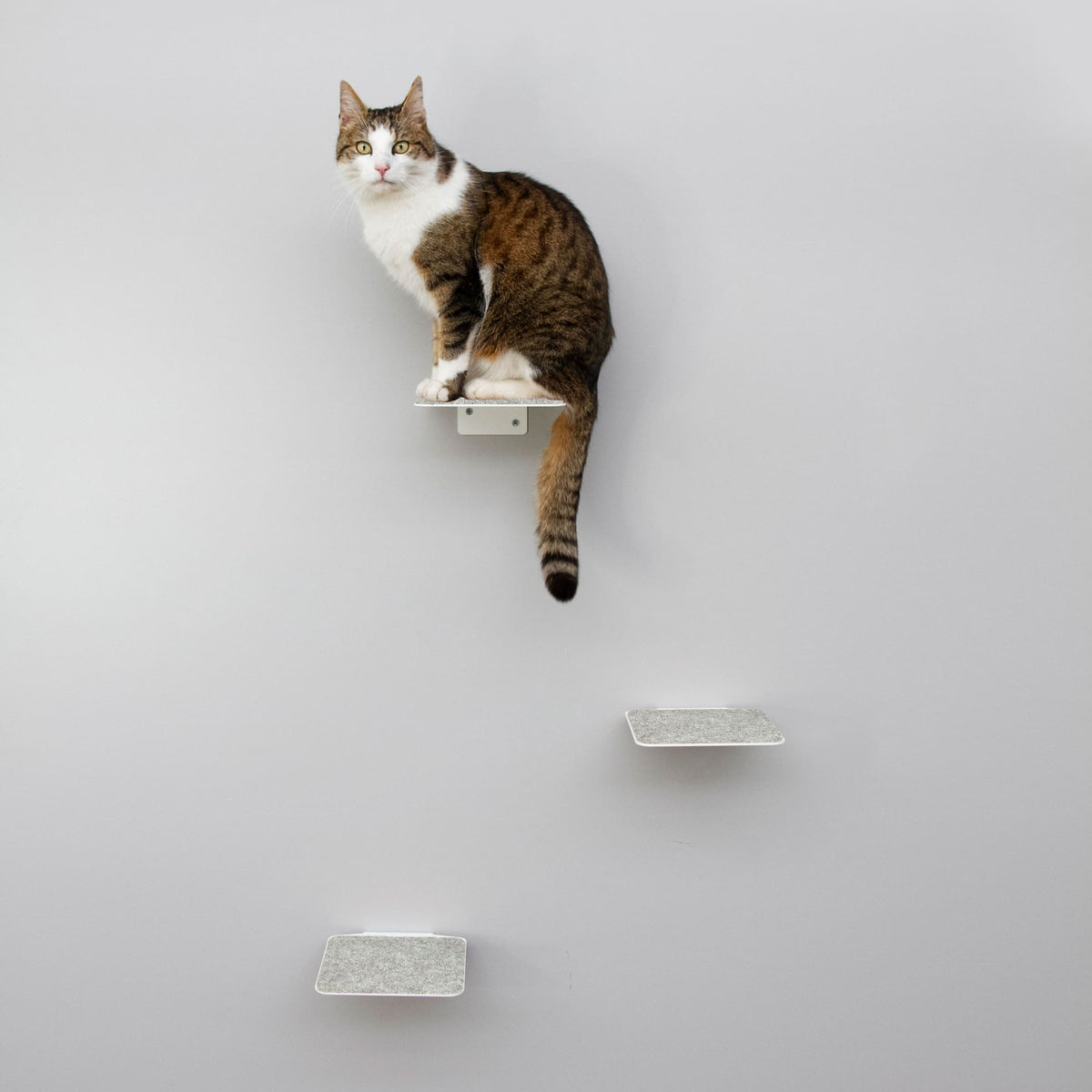 Kit mur d’escalade pour chats (Blanc) - CATWALK