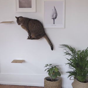 Katzenstufen Wandmontage mit Kork 