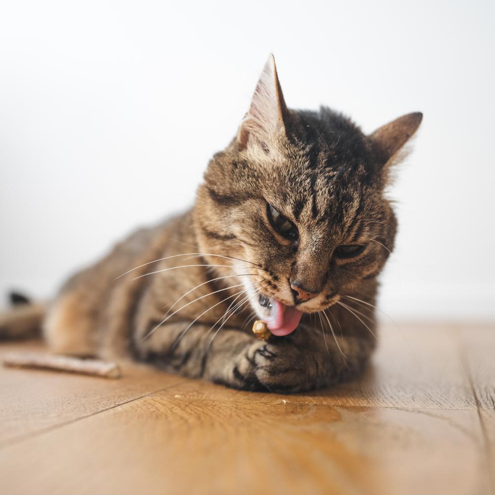 MATATABI - natürliche Katzen Zahnpflege